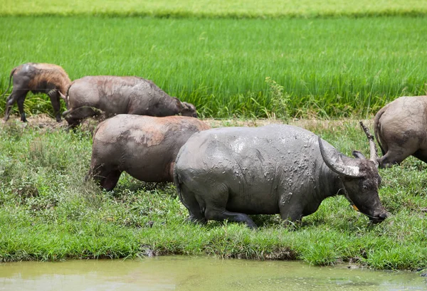 Sürüler bufalo çim alanı yiyor.
