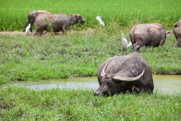 Sürüler bufalo çim alanı yiyor.