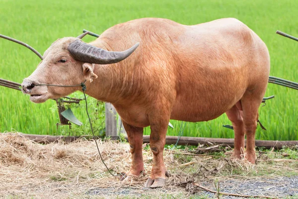 Albino buffalo ständiga har fältet bakgrund. — Stockfoto