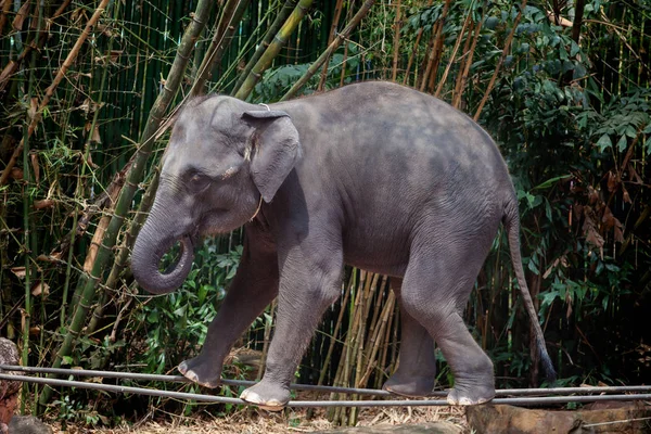 Hayvanat bahçesinde gösterilen askı üzerinde yürüyen fil gösterisi.