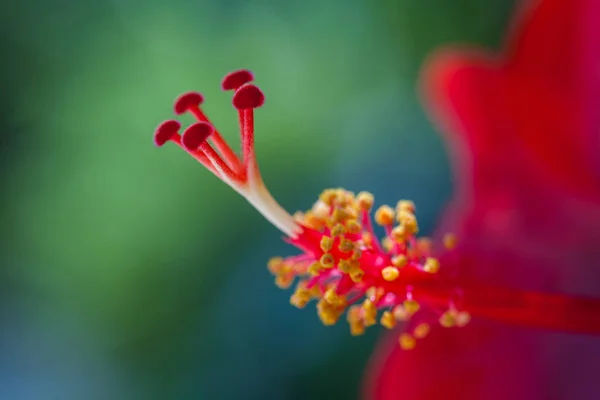 Színes makró kép Pollen Hibiszkusz virág. — Stock Fotó