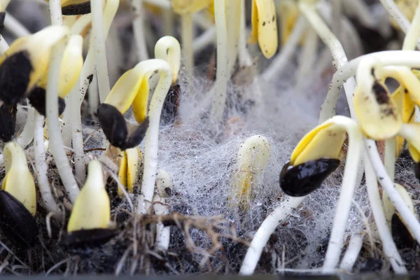 Ayçiçeği tohumları ile topraklarında beyaz mantar.
