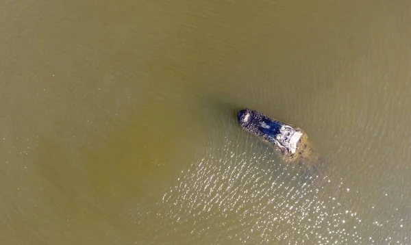 Stor Vuxen Amerikansk Alligator Mobile Bay Alabama — Stockfoto