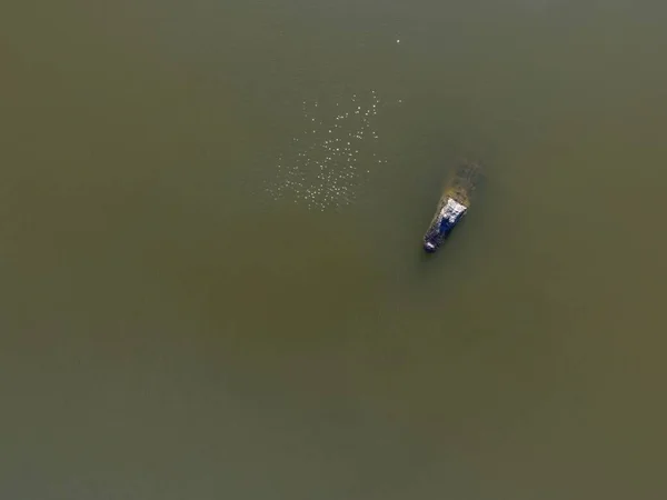 Stor Vuxen Amerikansk Alligator Mobile Bay Alabama — Stockfoto