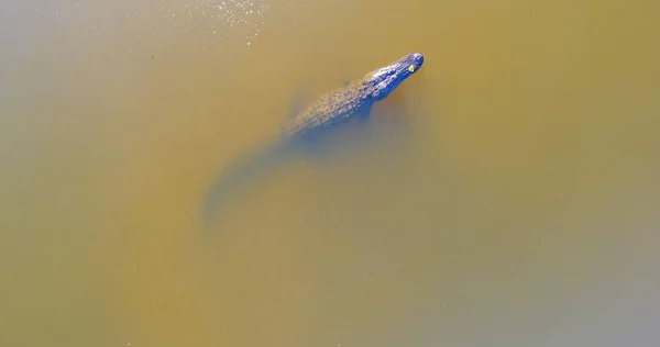 Aligator Amerykański Powierzchnie Zatoce Mobile Alabama — Zdjęcie stockowe