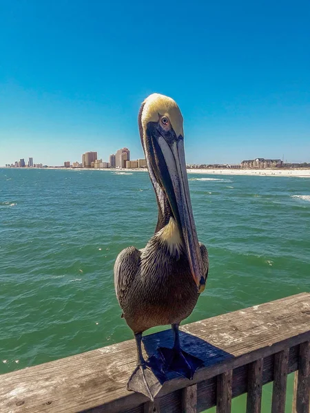 A photogenic Pelican in Gulf Shores, Alabama