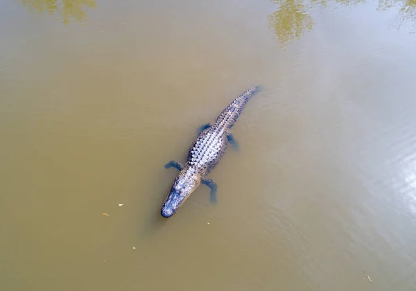 Letecký Pohled Dospělého Amerického Aligátora Mobile Bay Alabama — Stock fotografie