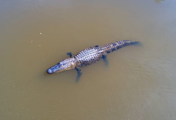 Widok Lotu Ptaka Dorosłego Aligatora Amerykańskiego Mobile Bay Alabama — Zdjęcie stockowe