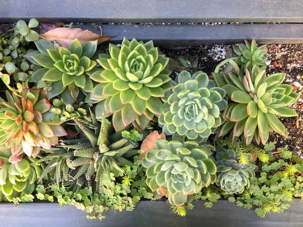 Suculentas em uma caixa de plantadeira com variedade de plantas modernas — Fotografia de Stock