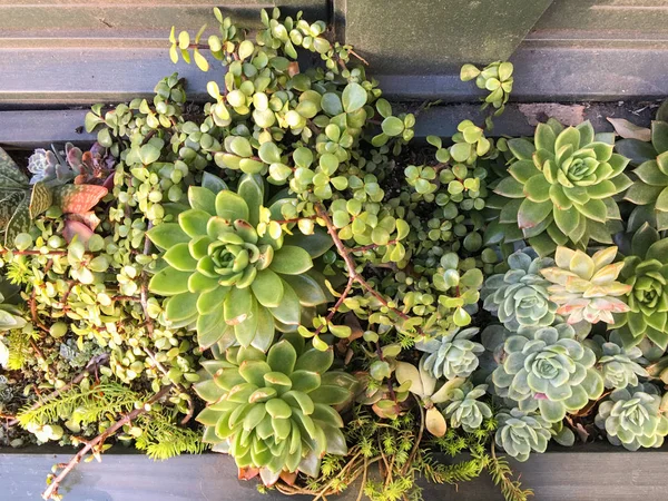 Succulents in a planter box with variety of modern plants