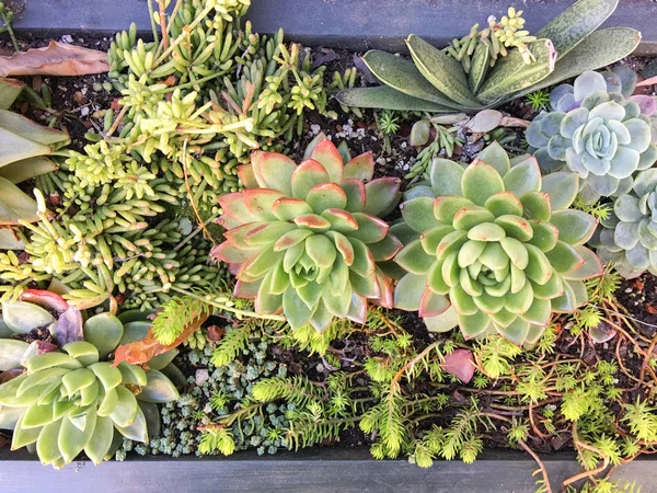 Succulents in a planter box with variety of modern plants