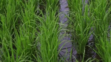 arka plan görünümü yeni yeşil sağlıklı pirinç iş alanı. vegan asya sebze tahıl yaprağı büyümek