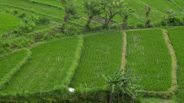 Φόντο Ινδία top view πράσινο φυτό τομέα της βιομηχανίας ρυζιού. καλοκαιρινά ταξίδια τοπίο γεωργία. όμορφη υγεία φύση τροφίμων — Αρχείο Βίντεο