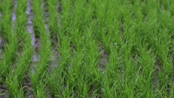 Arka plan görünümü yeni yeşil alan sağlıklı pirinç iş. ilkbaharda tarım sağlık çiftlik kontrol tesisi. — Stok video