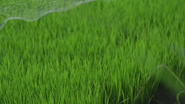 Hintergrund Ansicht junge saftige grüne Triebe von Reis bedeckt Netz wachsenden Reis schöne Gesundheitsfelder mit frischen grünen Blättern. bali, indonesien. — Stockvideo