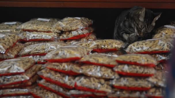 Cute cat licks paws street shop with packages of feed in city. — Stockvideo