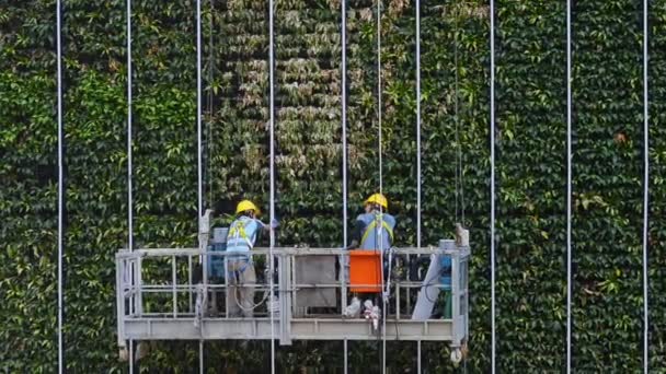 Hongkong, China - augustus 2019: twee industriële klimmers gaan naar beneden, dalen groene boommuur af. alpinist reinigingsgevel — Stockvideo