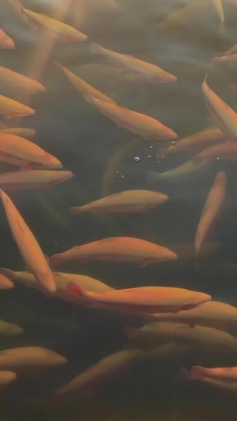 Vertikales Video. Schwärme orangefarbener Fische schwimmen in klarem Wasser in Fischfarm. — Stockvideo
