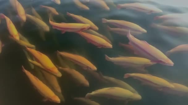 Bursztynowy pstrąg żółty w klatce hodowlanej, pływać w głębokim błękitnym stawie wodnym w okręgu. — Wideo stockowe