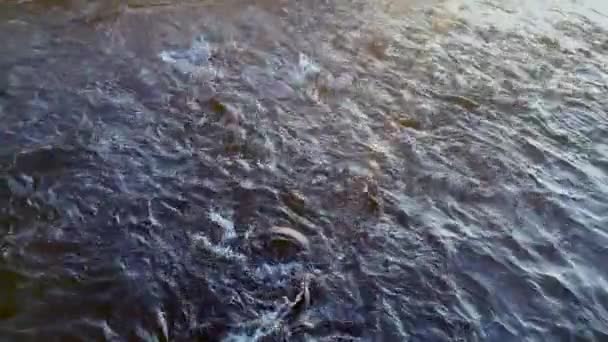 Κάτοψη της ρίψης ψαριών στο νερό του ποταμού κατά την αναπαραγωγή σε ιχθυοτροφείο. — Αρχείο Βίντεο