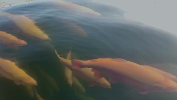 Vue rapprochée de truites aquatiques arc-en-ciel nageant sous l'eau à la ferme. — Video