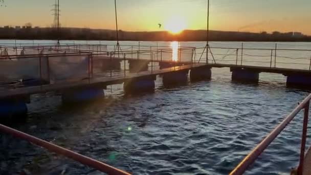 Λίμνη πισίνας στη φάρμα. σίτιση ψαριών κολύμβησης με τροφή. ηλιοβασίλεμα, ομαδική ιδέα. πεινασμένο μαύρο — Αρχείο Βίντεο