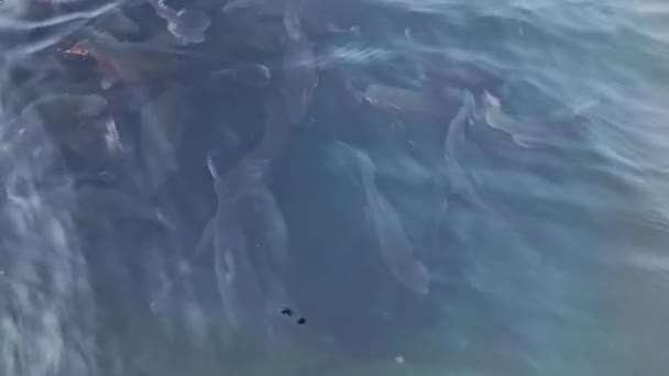 Grupo de grande peixe preto crescido nadando em lagoa e complexo agrícola — Vídeo de Stock