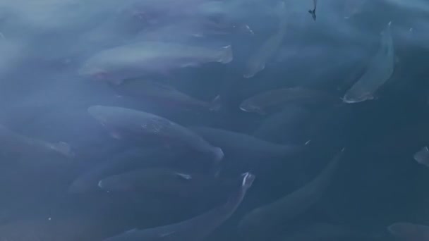 Grupo de grandes peces negros que nadan en estanques en el complejo agrícola. Agua azul cristalina. — Vídeo de stock