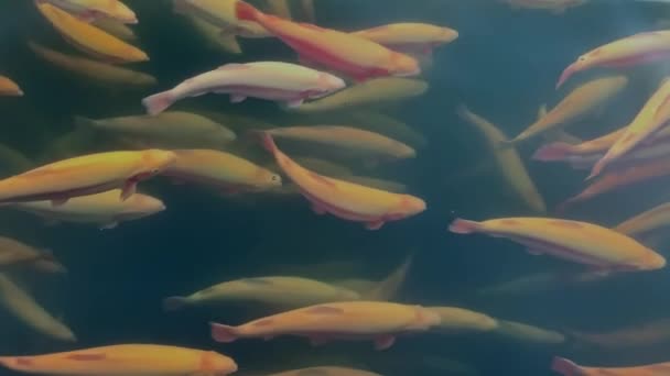 농장에 있는 부화장 의물 속에서 사는 무지개 송어의 아름다운 근접 사진. — 비디오
