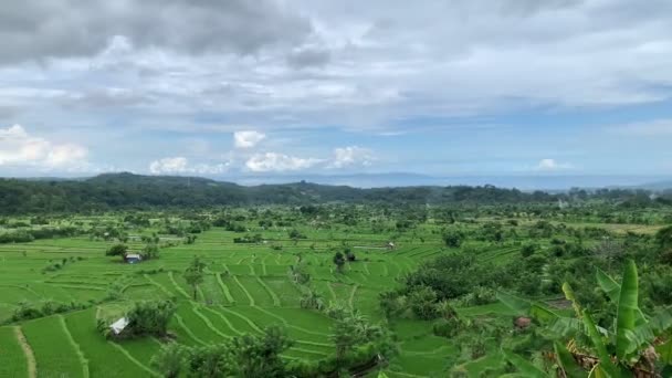 Blick auf ein großes grünes Reisfeld mit Hochgebirgsvulkan. Hintergrund asien haus tal in indonesien, — Stockvideo