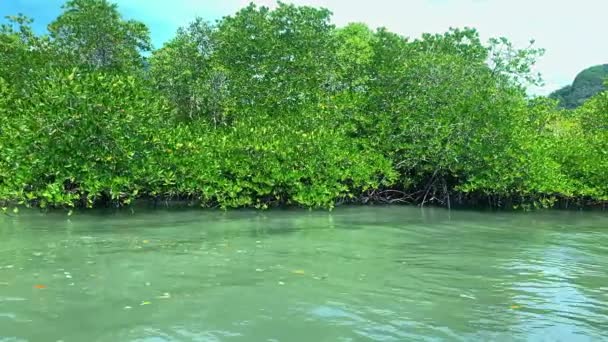 阳光普照的热带岛屿上的水和绿色植被运动. — 图库视频影像