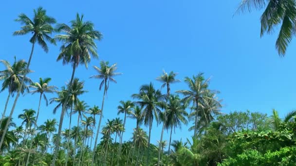 Hermosa vista de la palma verde está creciendo en la isla tropical en el día soleado . — Vídeo de stock