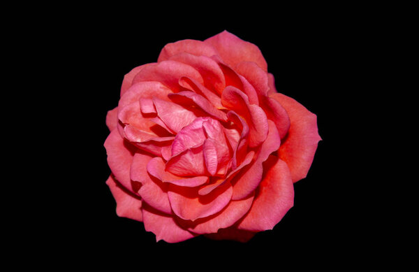 Red rose isolated on the black background
