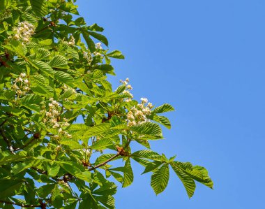 Kestane dal yakın çekim. Ag beyaz kestane çiçek fotoğrafı