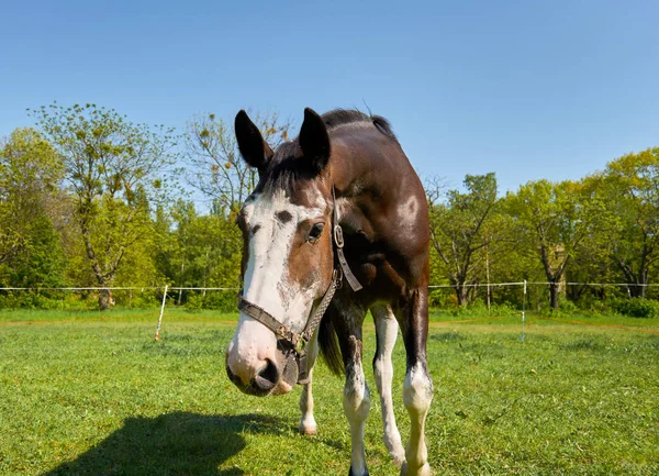 Pferd auf dem grünen Gras — Stockfoto