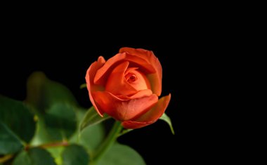 Siyah arka plan üzerine izole kırmızı gül.