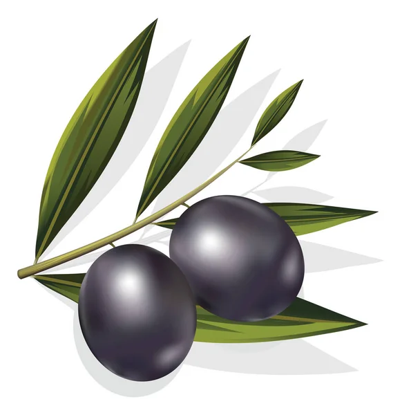 Realistické ilustrace vektorové černé a olivy větve izolovat — Stockový vektor