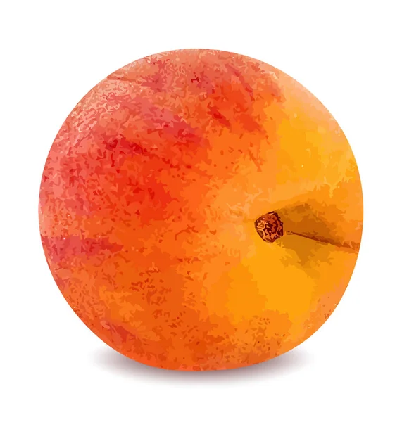 Fruta de pêssego madura isolada sobre fundo branco vector illustratio — Vetor de Stock