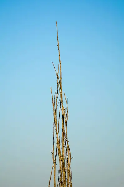 Vereinzelt abgestorbener Baum ohne Blätter — Stockfoto