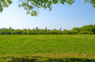 alan sarı dandelions ve mavi gökyüzü ile