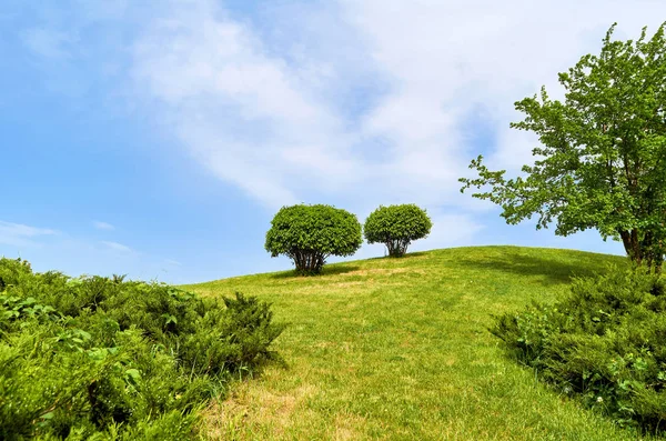 Feld mit Büschen und Bäumen gegen den blauen Himmel — Stockfoto