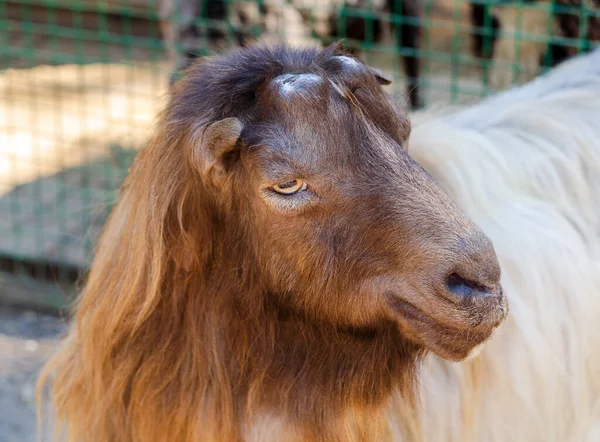 Brown White Goat Poses Photo — Stock Photo, Image