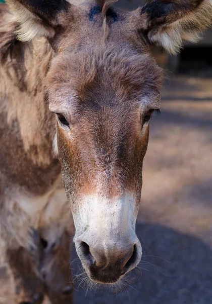 Burro Marrón Posa Para Una Foto — Foto de Stock