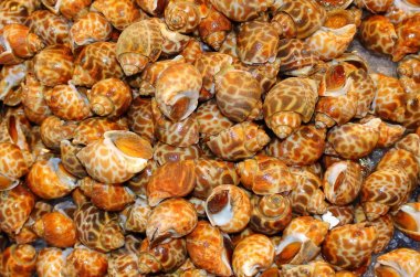 Benekli sarmal babylon salyangoz