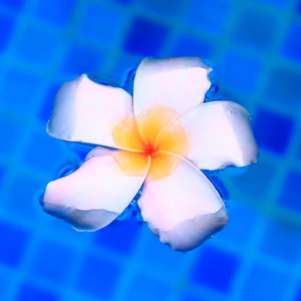 Plumeria flor en el agua — Foto de Stock