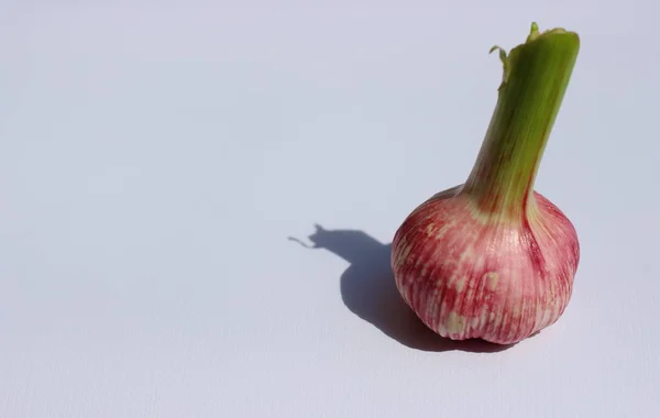 Zole Taze Mor Bütün Genç Sarımsak Başına Beyaz Dokulu Arka — Stok fotoğraf