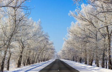 Güneşli ormandaki güzel karlı kış yol