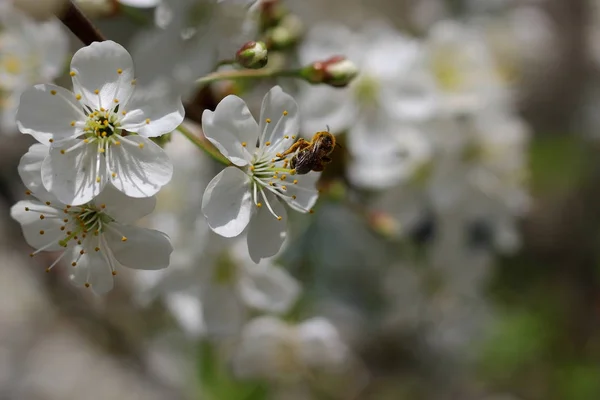 Abeja en flor de cerezo — Foto de Stock