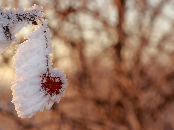 Incredibile mela granchio sotto la neve bianca — Foto Stock