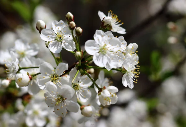 Increíbles Flores Blancas Cerca Cerezo Con Fondo Borroso — Foto de Stock